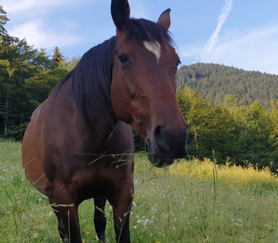 Valérie Francoz | Recevoir les messages des vos animaux. Thérapeute en magnétisme animalier.