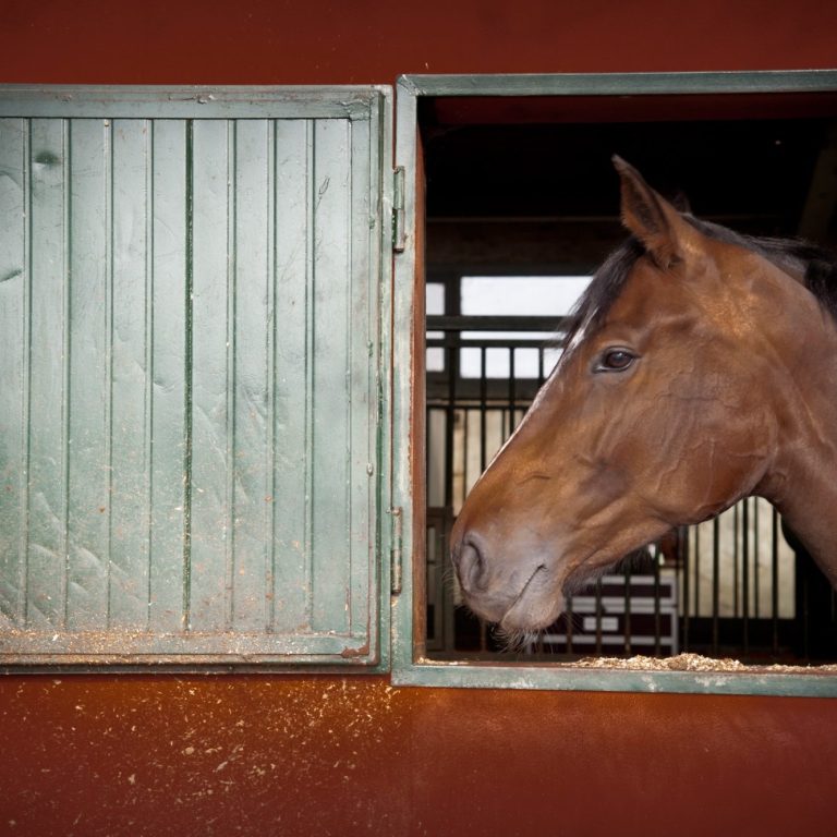 Géobiologie pour soigner vos animaux.