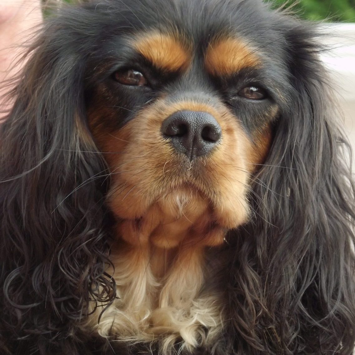 Communication animale. Comprendre et communiquer avec vos animaux.