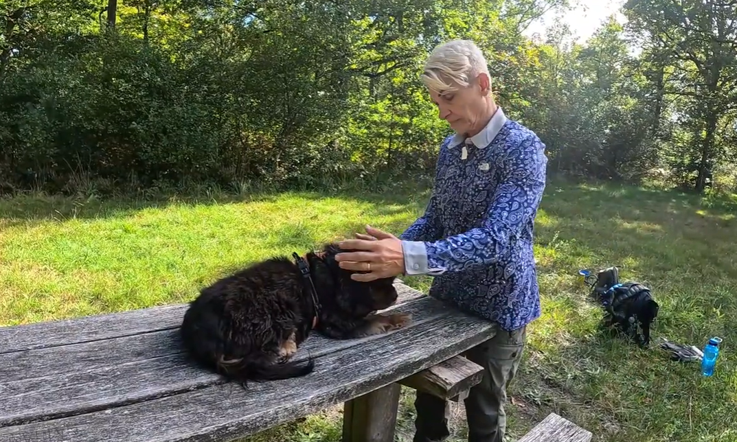 Donner des soins énergétiques aux chiens.