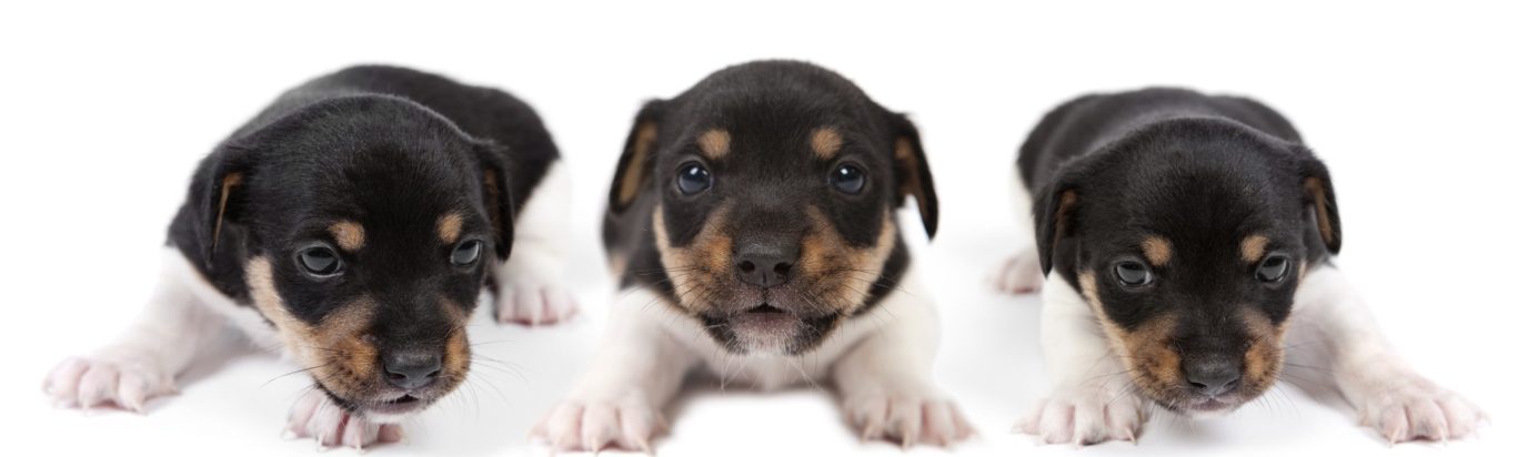 Valérie Francoz | Un besoin pour vos animaux ? Communication animale pour connaitre le comportement de vos animaux.